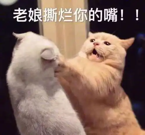 壁纸头像超可爱搞笑猫咪表情包