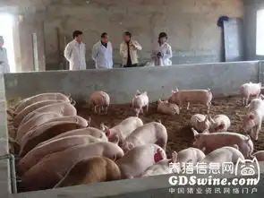 母猪图片表情包猪仔