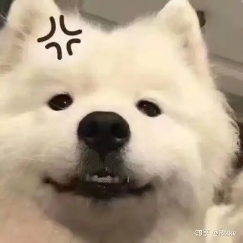 男生抱萨摩耶头像爱犬