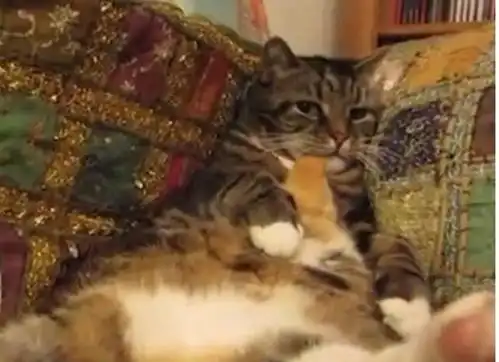 猫咪把小鸡当玩伴,天天抱着不撒手,小鸡长大后猫咪却懵逼了