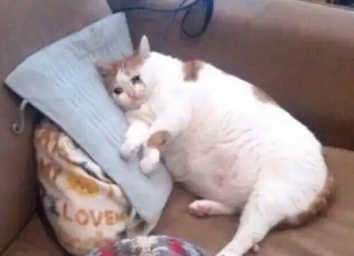 请问有这种流泪猫猫头的表情包吗