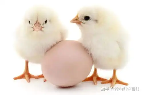 小鸡是怎么形成的小鸡在鸡蛋里又是怎么呼吸的