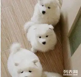家养萨摩幼犬转让,喜欢的联系我,非常可爱