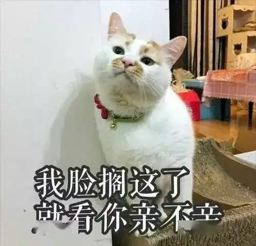 喵爷正能量大学生虐猫,其父母竟称其杀人不犯法,日本流浪汉被殴打致死,嫌疑人竟无罪王某欢