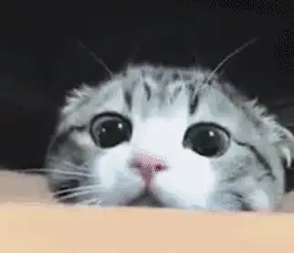 男生发猫猫狗狗的可爱表情包会是渣男吗为什么