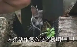 人们花了5万都没能救出这只困在大桥上的猫,结果它自己回家了