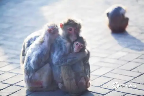 憨态可掬一组图带你看看冬日里的动物表情