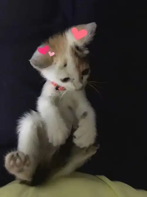 揭秘钢铁直男如何爱上小猫咪