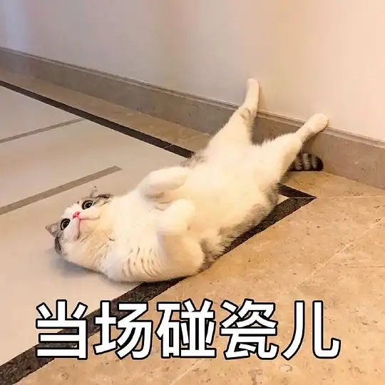 会飞的鱼的相册宠物表情包带字
