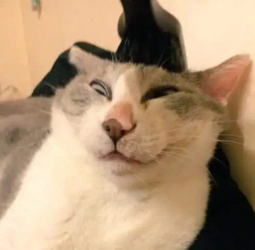 猫咪梳头时露出这样的表情,主人看后笑喷行走的表情包