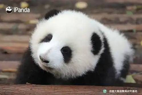 土味冲击波你预订的情话大全发货啦熊猫趣图