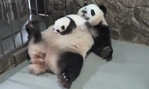 调皮小熊猫不肯睡觉,熊猫妈妈看后使出杀手锏,憋住别笑