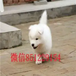 南京哪里出售萨摩耶南京萨摩多少钱一只萨摩耶图片