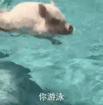 猪洗澡的视频表情包