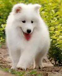 标题杭州哪里有卖纯种健康的萨摩耶犬,杭州萨摩耶犬怎么卖的