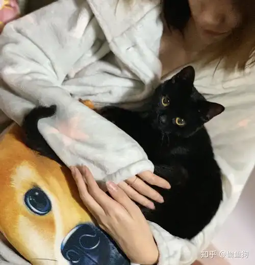 男生养什么猫好呢