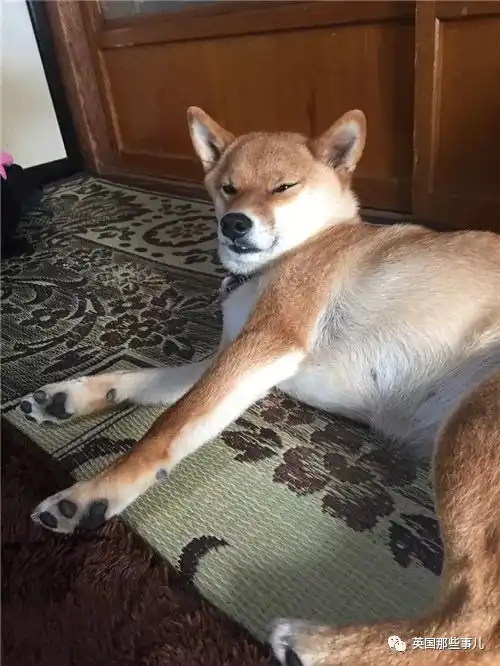 平时乖萌的汪星人一旦丑起来,各个都是高能崩坏表情包啊...