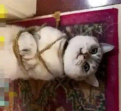 猫咪无事大闹厨房,被主人五花大绑惩罚,脸上表情逗得主人狂笑