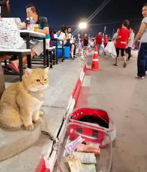 嗷嗷叫的表情包乞讨