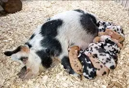 母猪图片表情包猪崽
