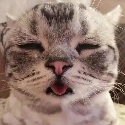 猫咪感冒了怎么办