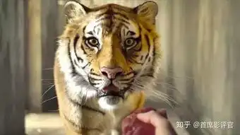 少年派的奇幻漂流成为野兽活着还是作为人死去