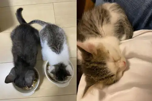 三只流浪猫为自己的幸福主动出击,半夜跟踪男子,结局很暖心