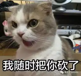 男生用猫猫表情包头像