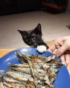 主人吃小鱼干,猫咪伸爪被打开,猫咪的表情太有戏小气鬼