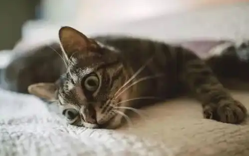 男子搬家没告诉猫咪,再次见到时,猫咪的表情亮了