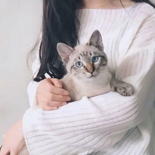 男生抱猫咪头像图片养猫