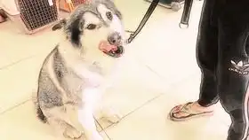 土狗小黑偷吃主人胡萝卜,主人说要吃了它,吓得立刻领罚认错,表情好搞笑