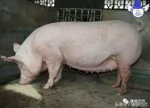 母猪产程过长是很危险的,做好这四个方面可避免死胎