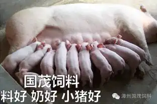母猪应该何时选择淘汰你知道吗