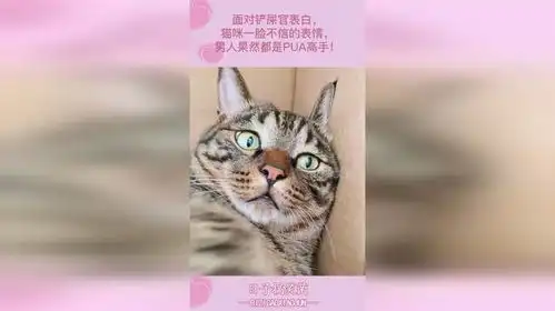 面对铲屎官表白,猫咪一脸不信的表情,男人果然都是pua高手