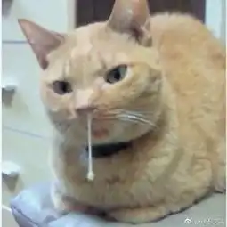 养猫的看了要崩溃,吸猫的看了要流泪
