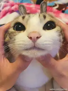 为什么不管怎么玩喵星人的耳朵,它还是会像原来那样直挺挺的立着