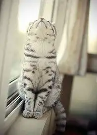 猫咪头像男生代表什么养