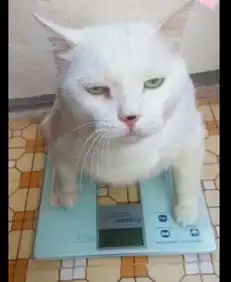 给猫咪喂食时它很高兴,但一到称体重时它的表情就变了我不胖