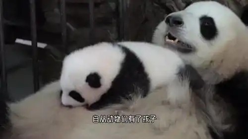 水獭妈妈搓脸结果把宝宝给搓掉了,赶紧双手捞起来,真是太可爱啦