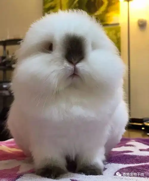 注意啦熊出没