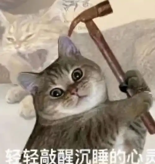 不喜欢就明确拒绝,从不养鱼的星座