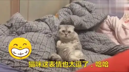 猫咪的表情,猫咪的眼神,我是忍不住笑了