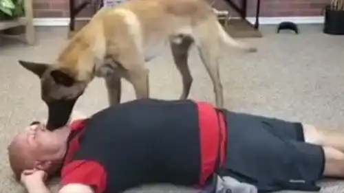 狗狗见主人晕倒,急忙做胸外按压和人工呼吸,看起来比人还专业