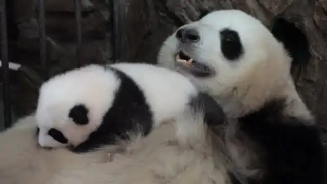 最有爱的熊妈把肚皮当摇篮哄崽崽睡觉,差点被暖哭了