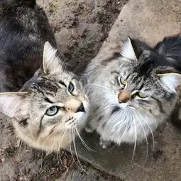 男子发现神秘墓地,将爱猫埋葬在此,第二天它奇迹般复活了