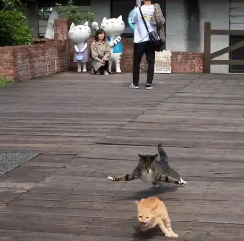 猫咪高能瞬间,每一张都是表情包