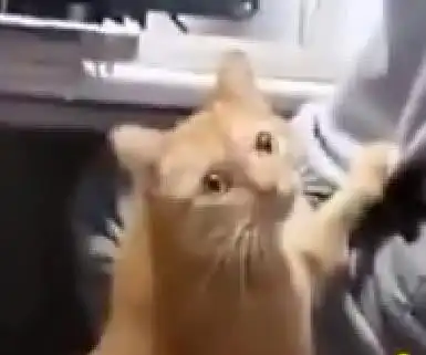 男主人沉迷看剧,猫咪拍他手臂提醒到点吃饭啦,被无视后表情亮了