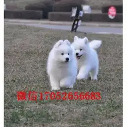 重庆微笑天使萨摩耶哪里有萨摩耶雪橇犬多少钱萨摩犬舍
