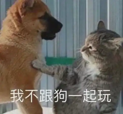 我把猫独自留在家里7天,一看监控瞬间崩溃了